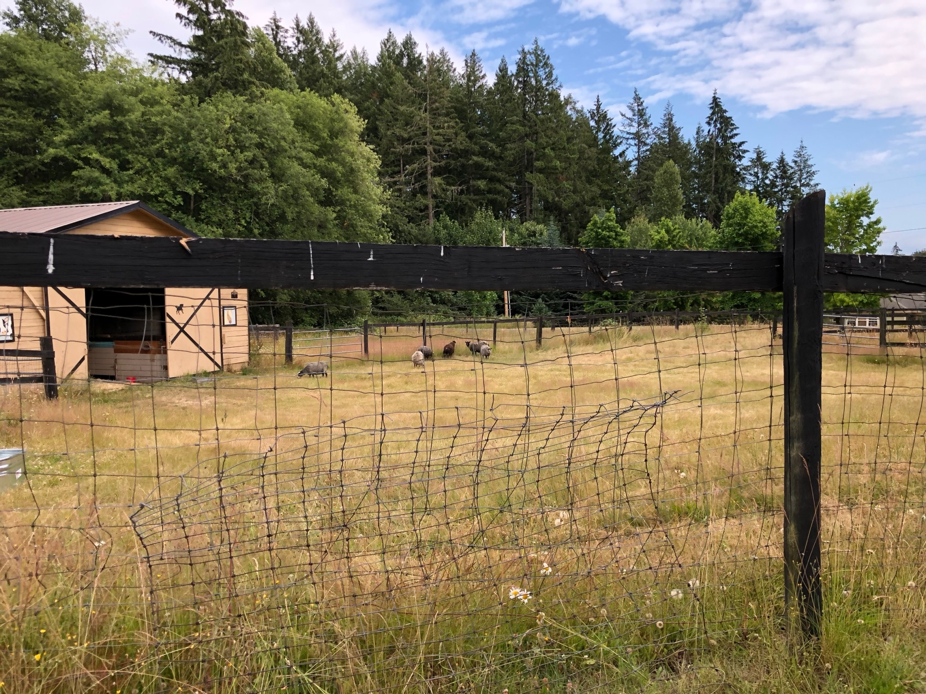 Gotland sheep grazing near their barn